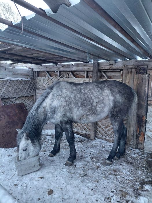 Жеребец, донен .