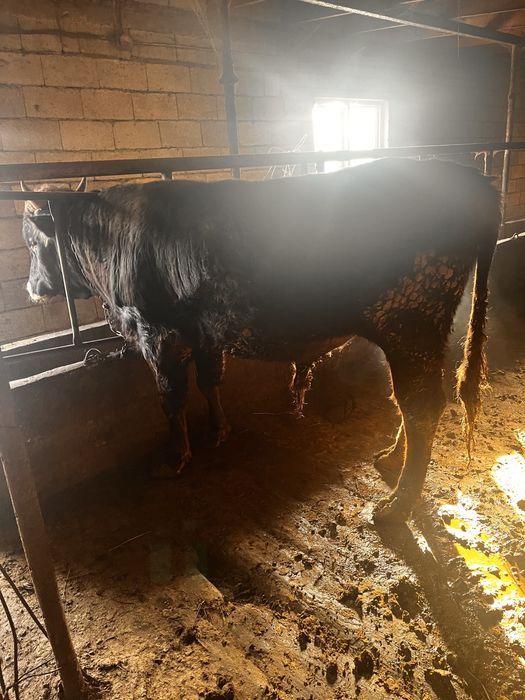 Продам быка бычка