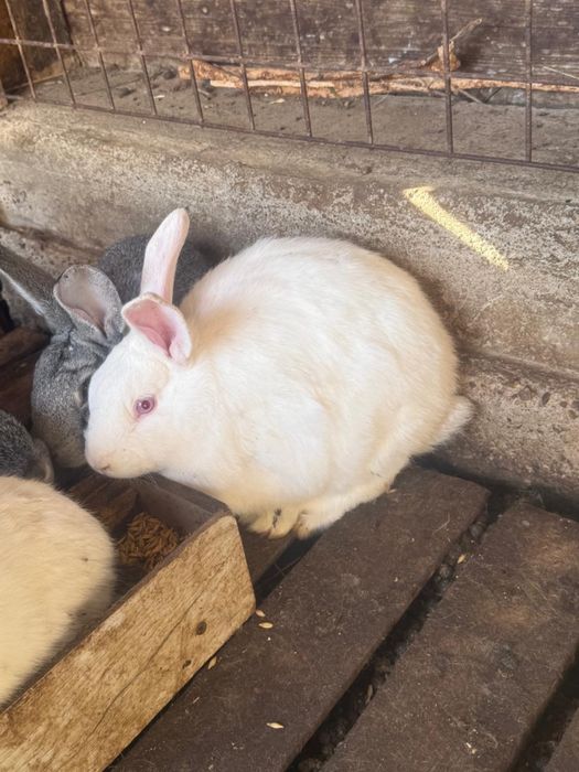 Продам кроликов