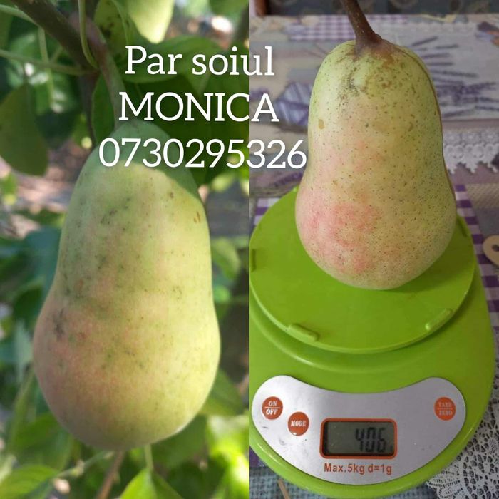 Vând Pomii Fructiferi Altoiți Clasici și Columnari anul 3 de vegetație