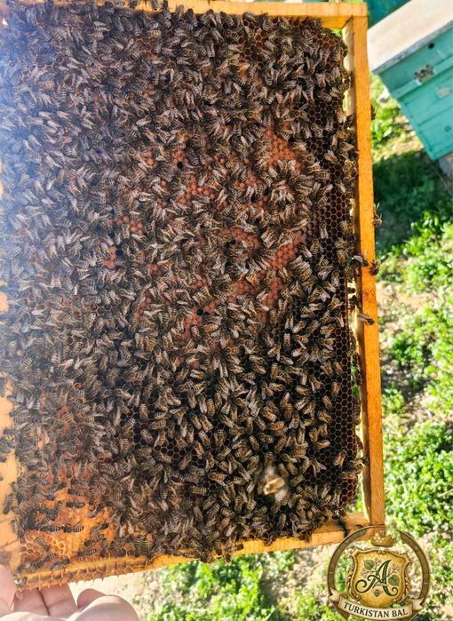 Пчелопакеты -2026