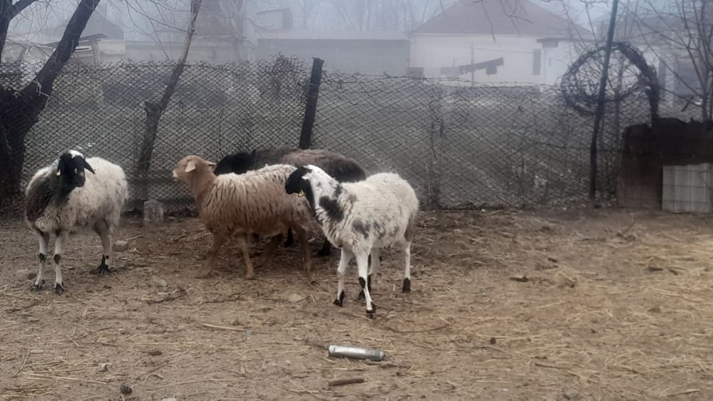 Семіз саулық қойлар сатылады