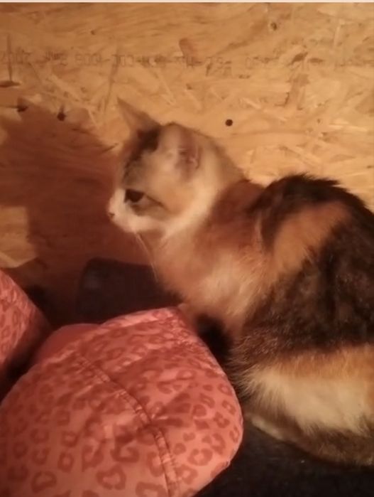 Кошка в добрые руки