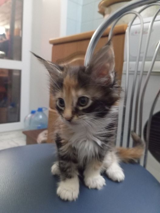 Мейн-кун котенок