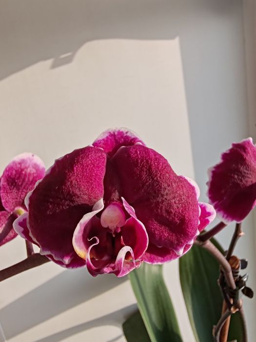 Орхидея фаленопсис