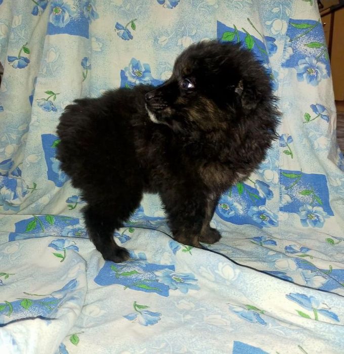 Отдам щенков. 4 мальчика и 2 девочки.