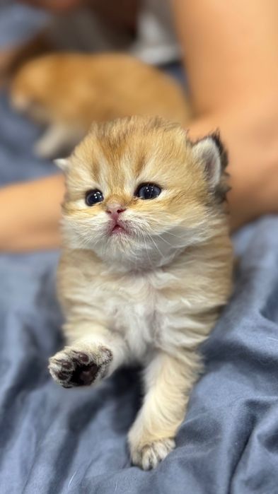 Pisicuță Scottish Longhair aurie – o adevărată ursulețică