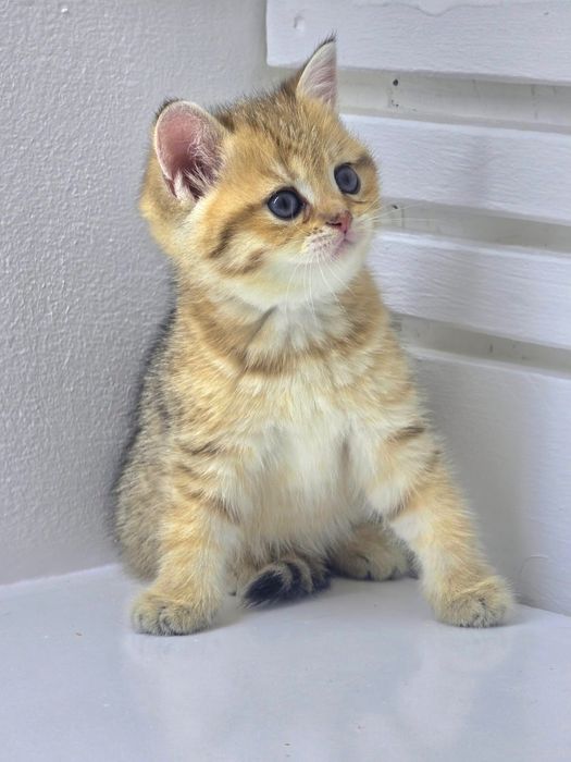 Кошечка британскаяя #