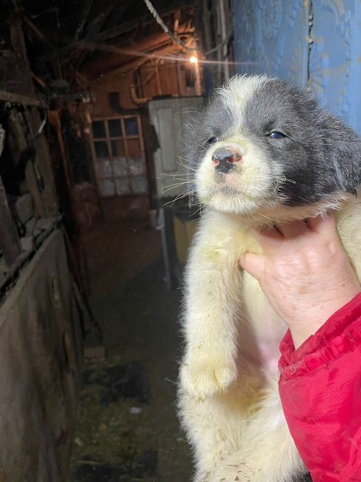 Щенки алабая 1.5 месяца