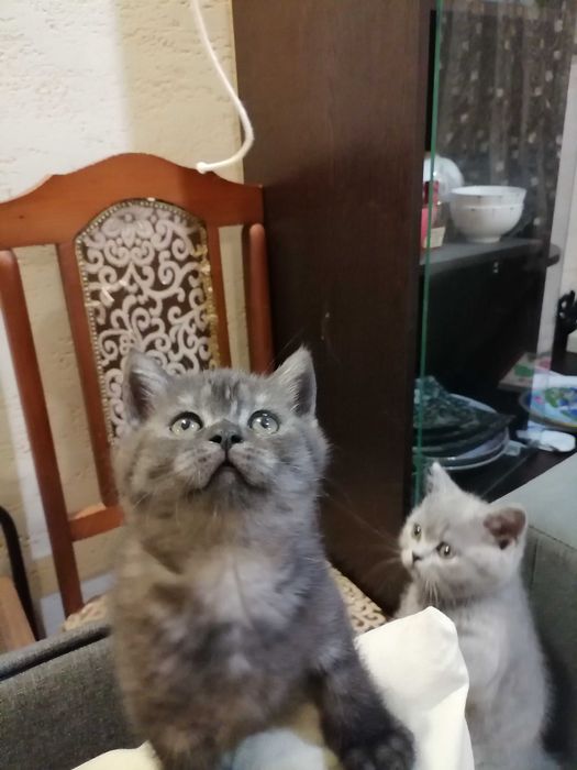 Красотки британки