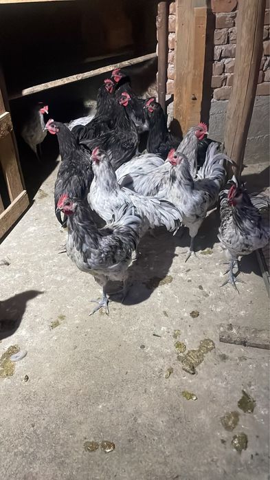 Cocoși Australorp 2026