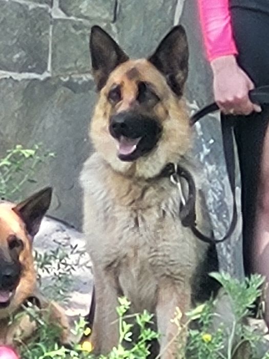 Продам щенков немецкой овчарки