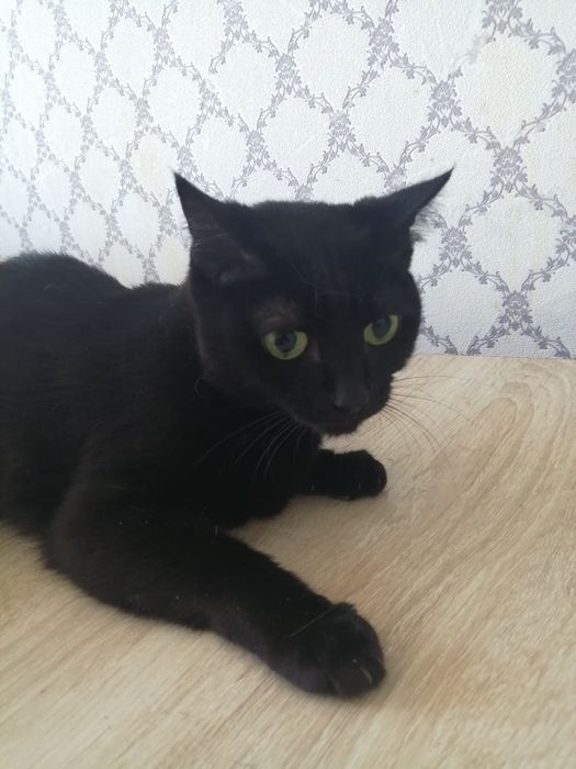 Кошку заберите милую