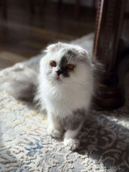 Scottish Fold mushuk sotiladi, продается кошка