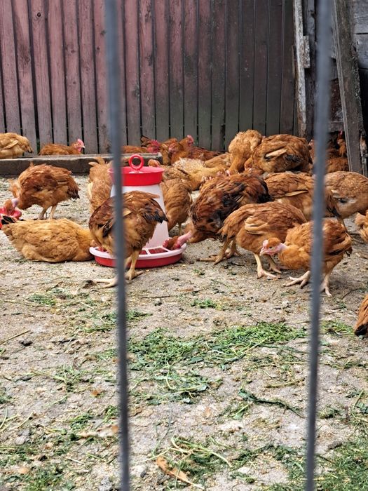 Cocoși și gaini de tara