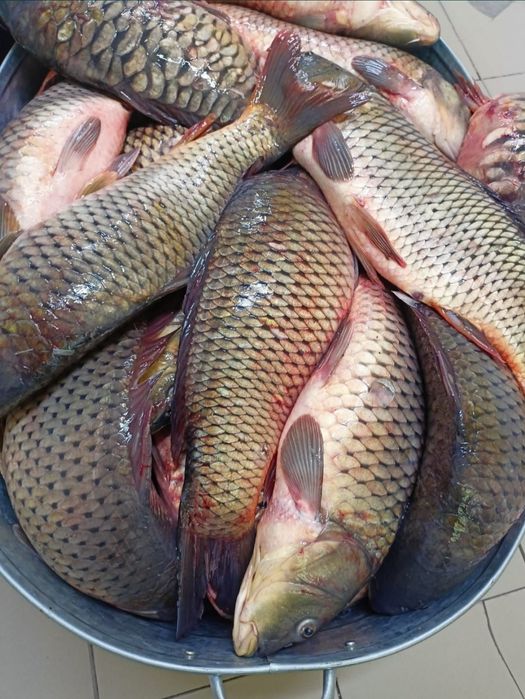 Продажа свежей речной рыбы и морепродуктов