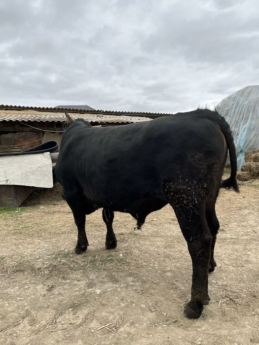 Бұқа сатам семіз