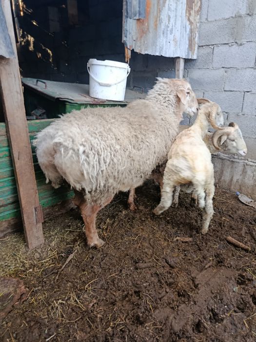 Продам кошкара цена 300.000