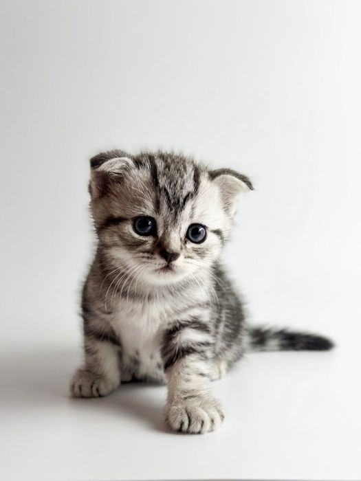 продам шотланских котят
