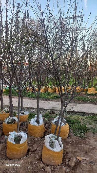 Asalomu alekum vevalik ko‘chatlar bor 250000