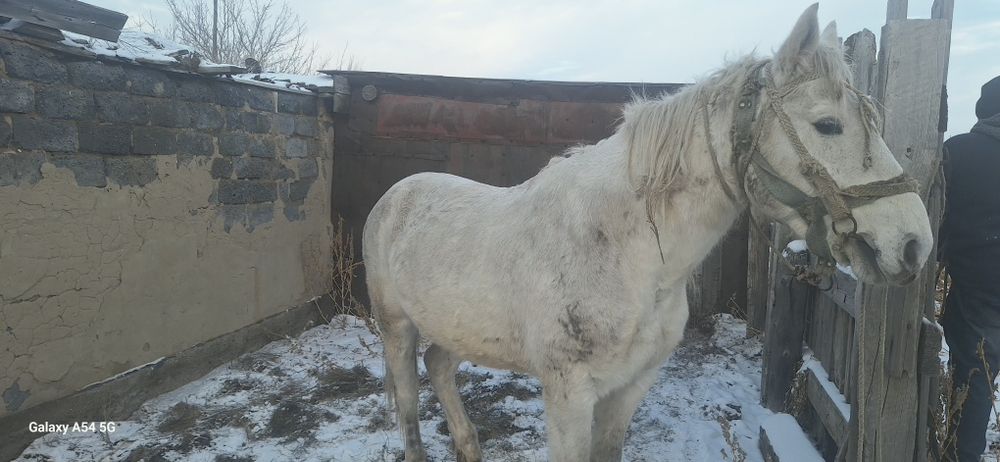 Жуас ат сатылады