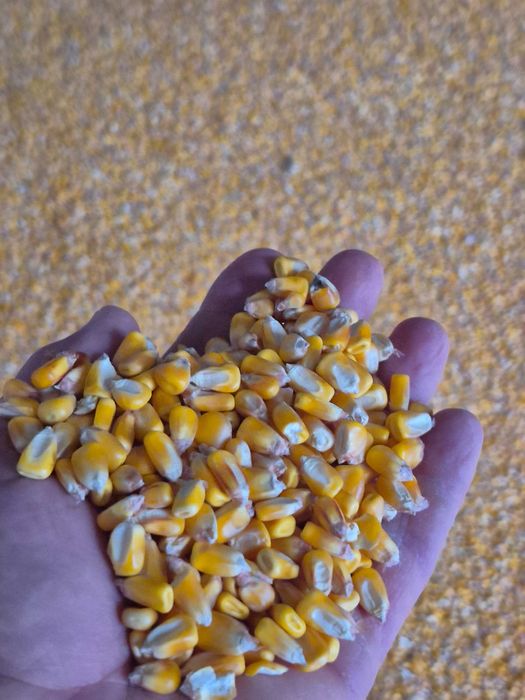 Vand grau, porumb, floare, soia