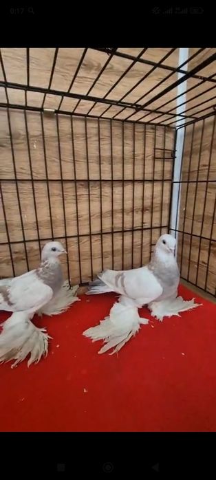 Продается розавые