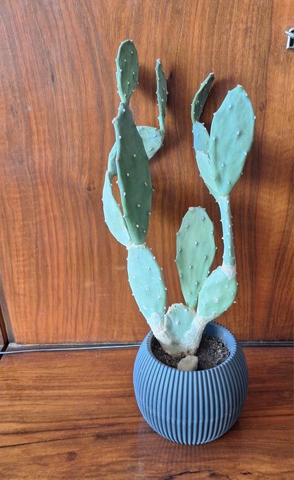 Продавам кактуси