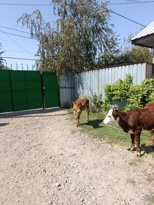 Продаются бычки и тёлочки