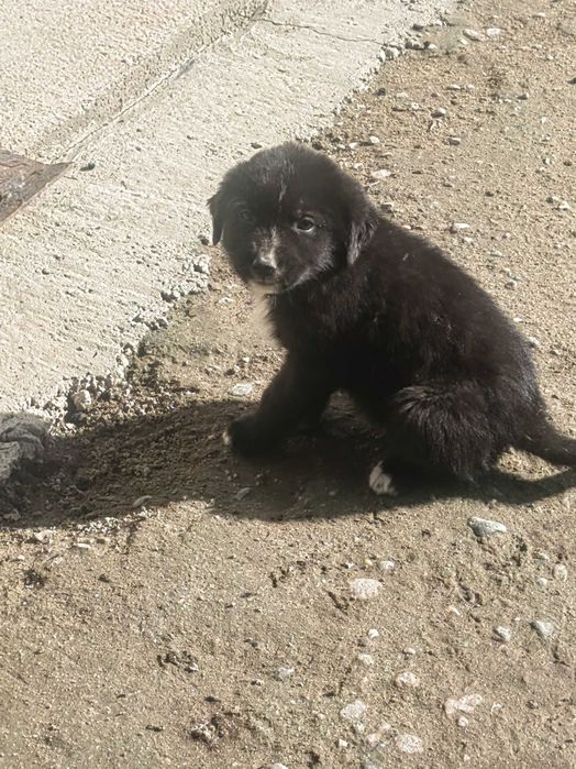 Donez cățeluși 3 femele, 2 masculi