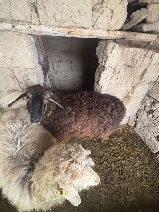 Кой мен ешкы сатылады