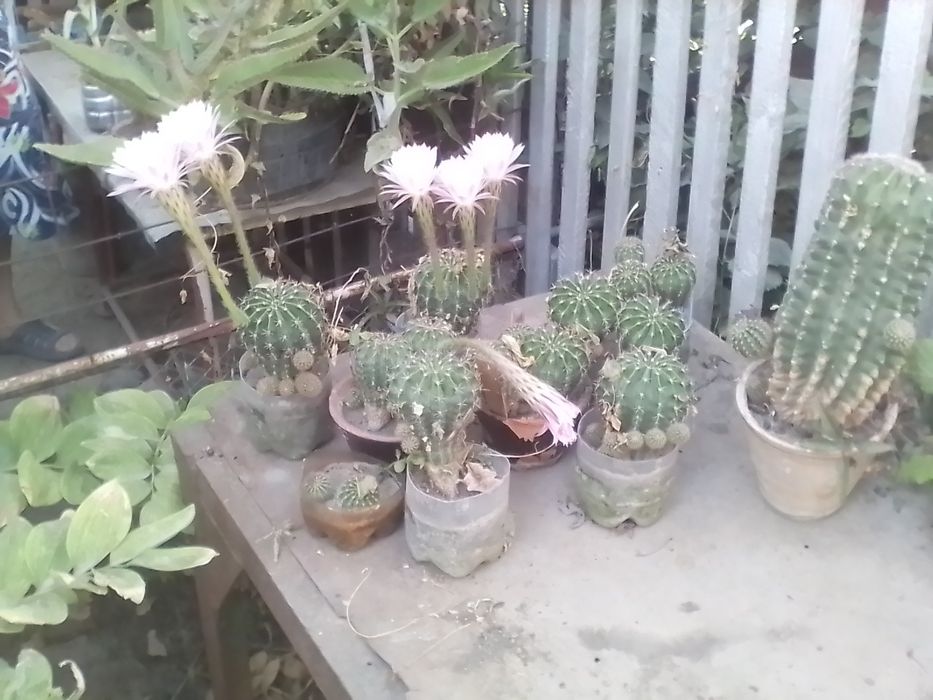 Продам кактусы несколько