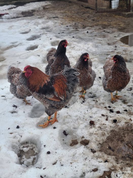 Oua de incubat Wyandotte