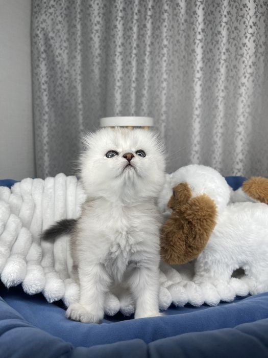 Обалденные котята серебристой шиншиллы