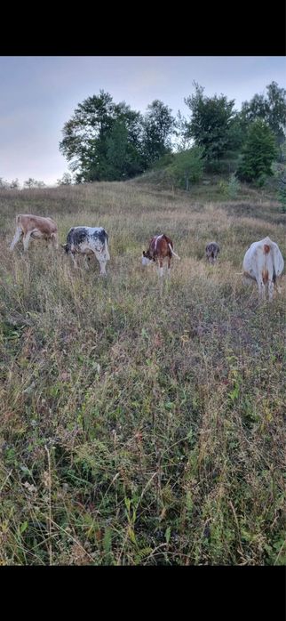 Vand trei tauri o vaca si o junca