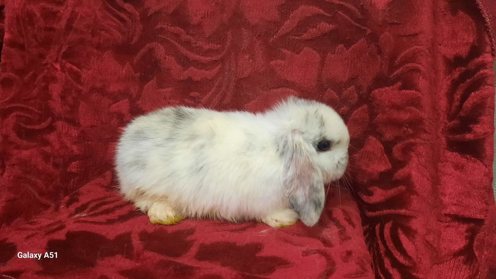 Срочно продаются крольчата.