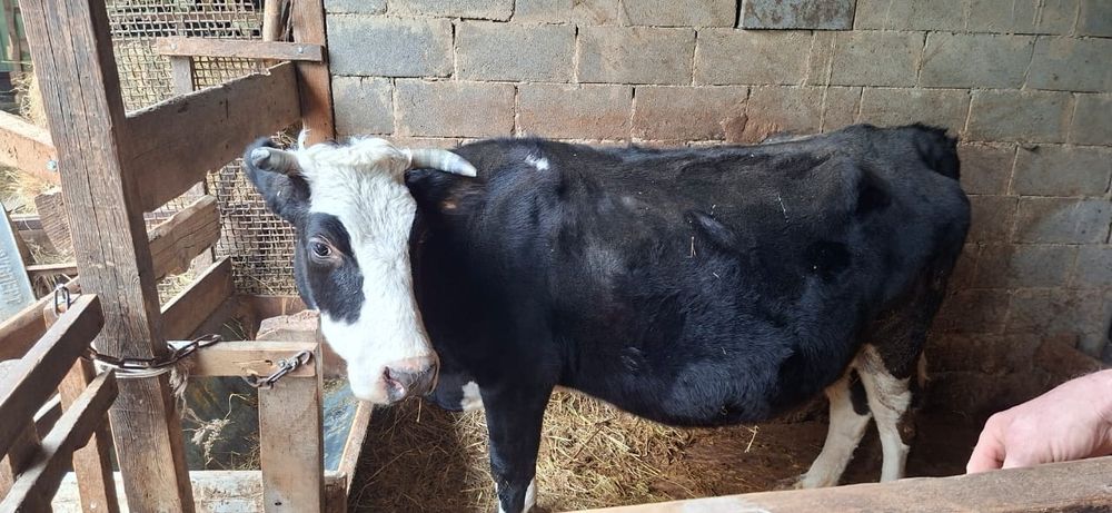 Продам корову в конце апреля будет телица