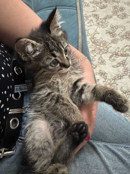Милые, игривые котята!
