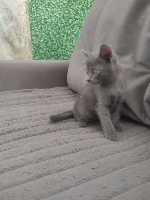 Отдам котят 1.5 мес