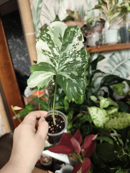 Комнатные растения