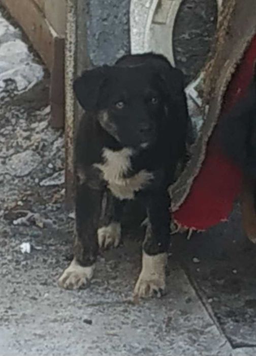 Щенки в добрые руки