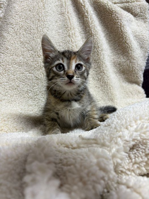 Отдам бесплатно котят