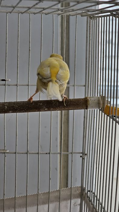 Продаётся самка канарейка