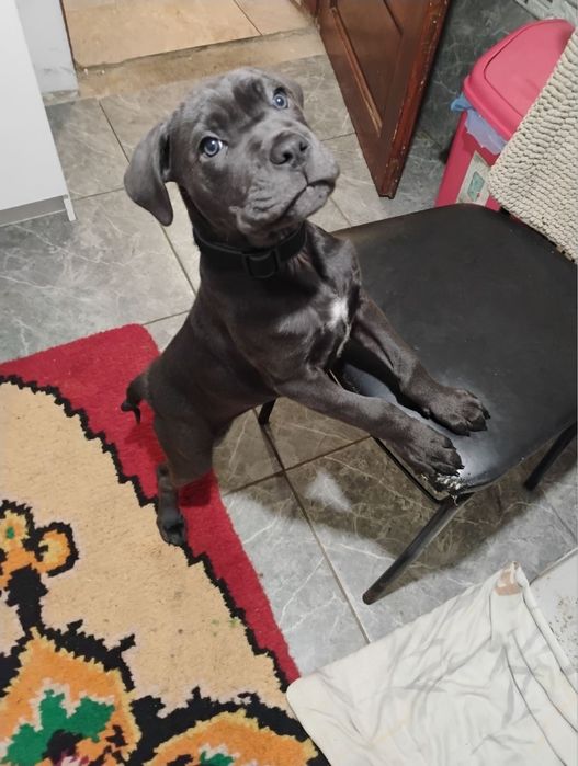 Продавам женско кане корсо