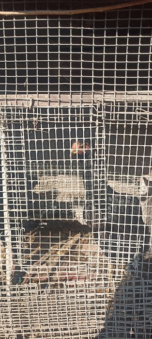 Xoroz sotiladi narxini kelishamiz