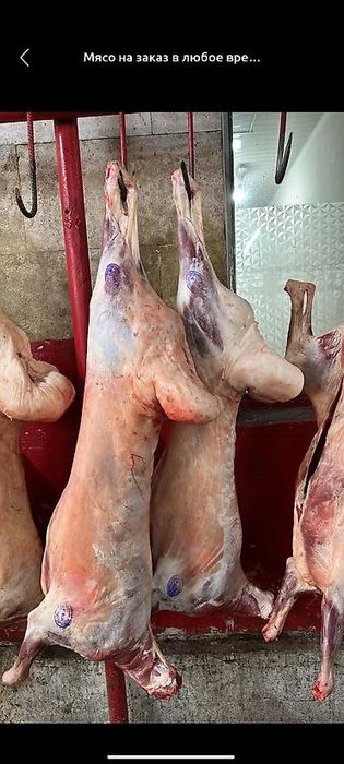 Qoy goshti va boshqa gosht mahsulotlari