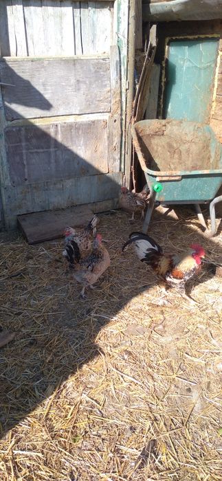 O familie de găinuțe mii de flori