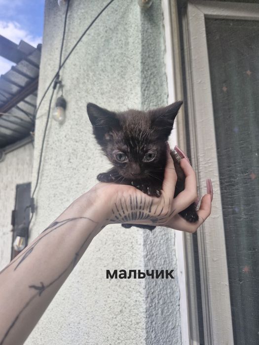 Котята 2 девочки 1 мальчик