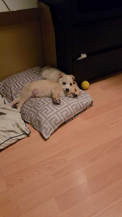 Щенки в добрые руки