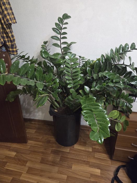 Продам Долларовое дерево